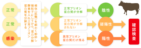 スクリーニング検査(1次検査)のしくみ