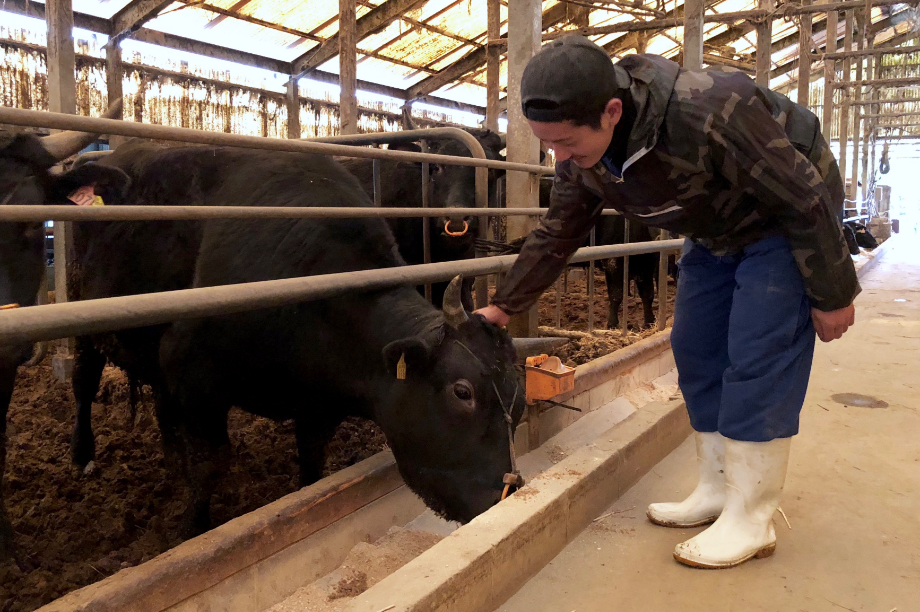 福岡県内産の良質な飼料で育った安心・安全で美味しい和牛