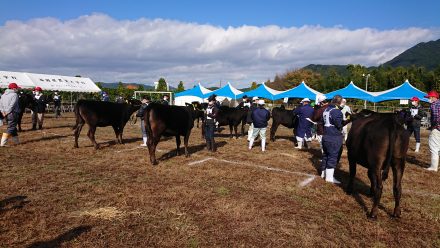 第３回福岡県肉用種牛共進会が開催されました！