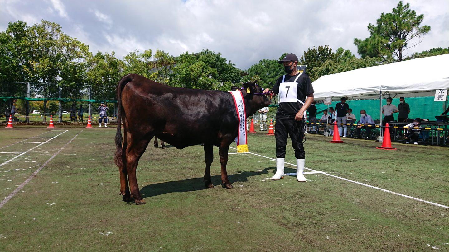 福岡県 種牛の部 代表牛決定する