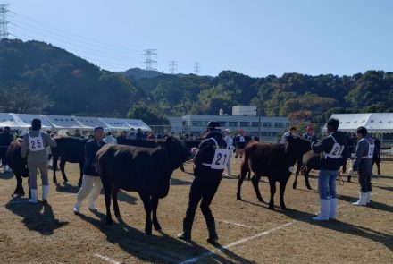 第５回福岡県肉用種牛共進会　開催される！