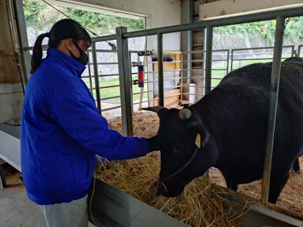 福岡農業高校生が自ら「博多和牛」を販売！